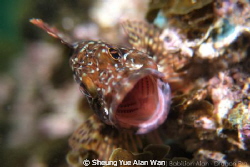 marbled rockfish, scorpion fish by Sheung Yue Alan Wan 